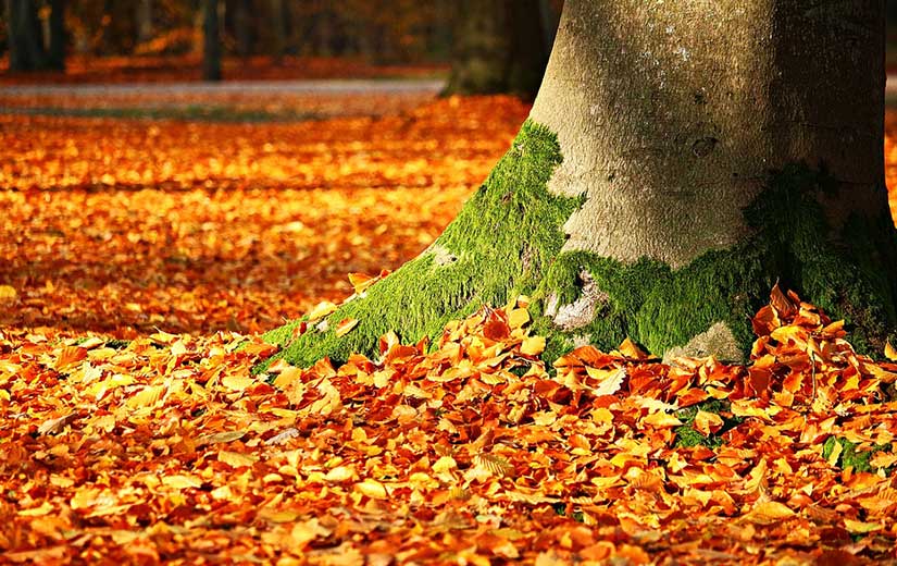 Pourquoi entretenir ses arbres régulièrement