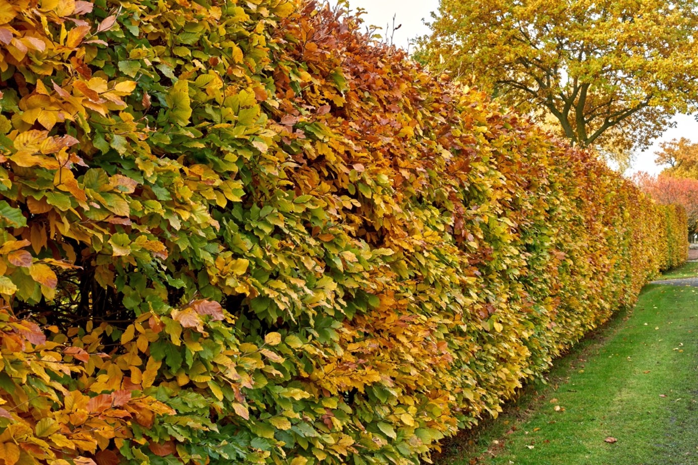 Plantation haie 64