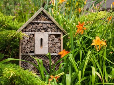 favoriser la biodiversité au jardin