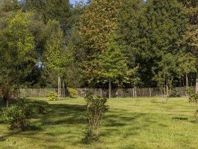 Plantation d'arbres à l'automne