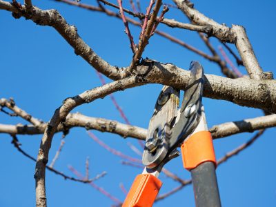 Pourquoi entretenir ses arbres régulièrement