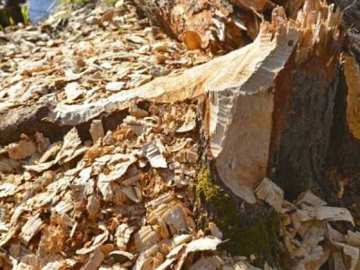 dechets-bois paysador
