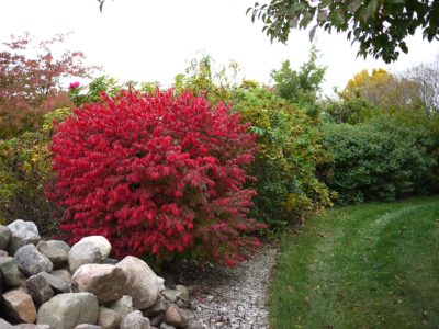 Haies d’automne : planter maintenant pour un jardin structuré toute l’année