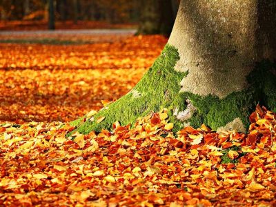 Pourquoi entretenir ses arbres régulièrement