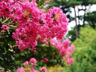 (Lilaser d’été) : floraison estivale spectaculaire