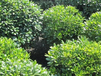 pittosporum-tobira-nanum-781511-1-c1e3c222-cb1f-428d-a08e-0006a2a23f4b